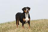 GRAND BOUVIER SUISSE 080